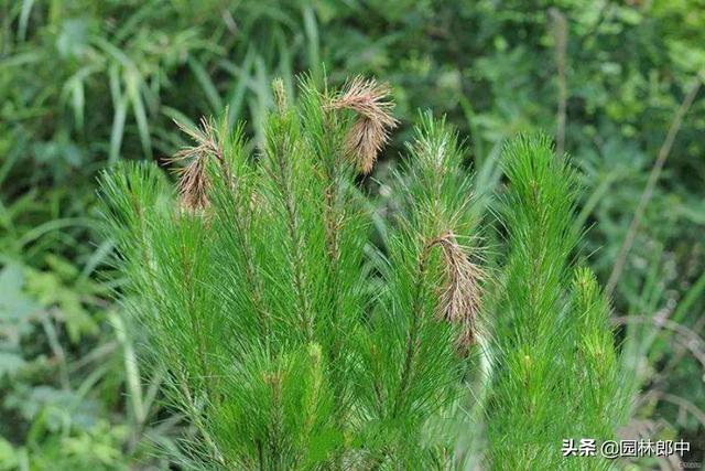 松树针叶发生干枯、落针的5个主要原因，以及相应的解决方法