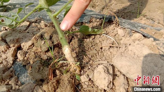 南农大宿迁研究院培育“枸杞番茄” 江苏首种成功挂果