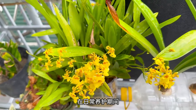 在自家阳台用水培育百合花的方法