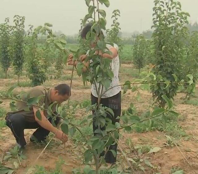 梨树专业种植户这样栽植管理幼树，想要梨优质高产，不可不学习啊