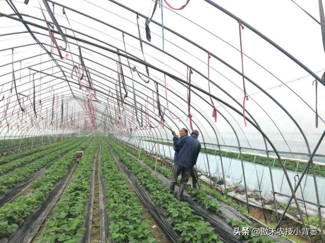 秋冬连续阴云雨雪多，大棚蔬菜更加需要巧管理，重点抓好这7点