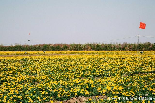 小小蒲公英“茁生”特色产业脱贫致富路