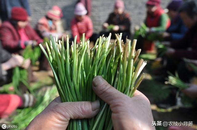 韭菜种植做好这五点，苗株根系发达、叶片肥大，产量品质有保证