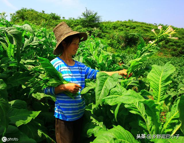 烤烟如何种植管理？才能高产，高收