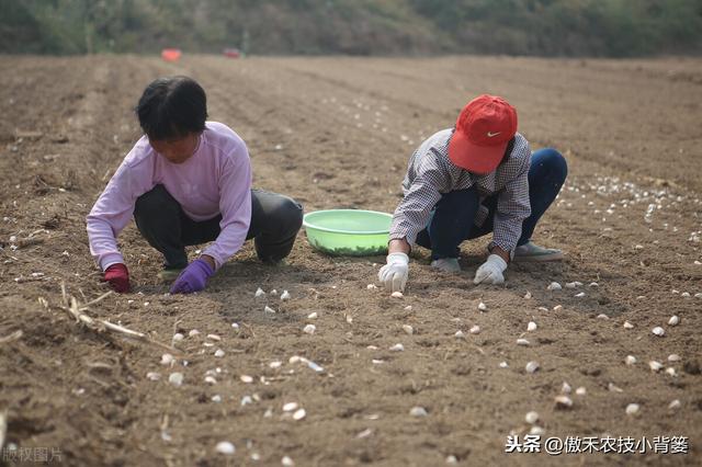 大蒜巧播、巧种、巧管理，确保一播全苗、出苗齐壮、高产丰收