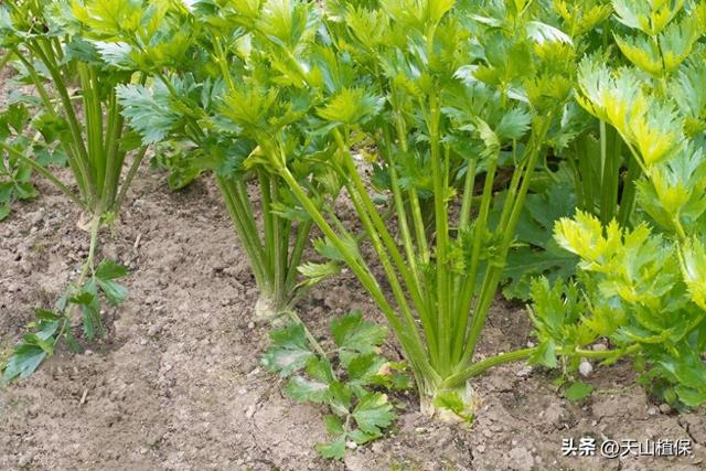 西芹种植技术和管理