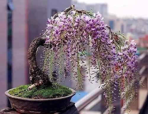 家有紫藤花，开花好幸福，春天这么养，开花一百年