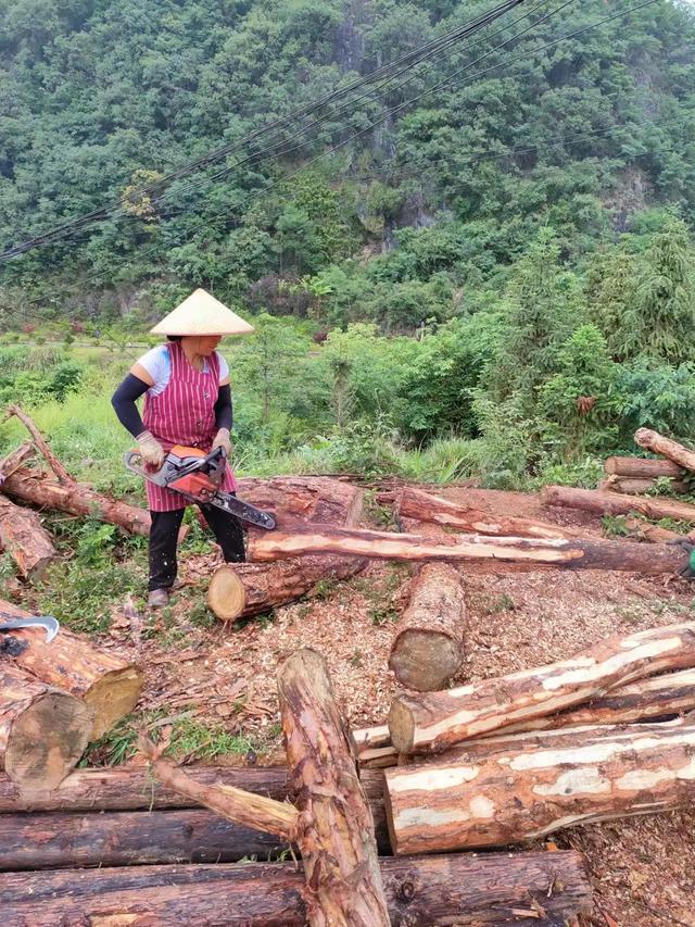 【技术】林下松茯苓种植技术措施及种植方法