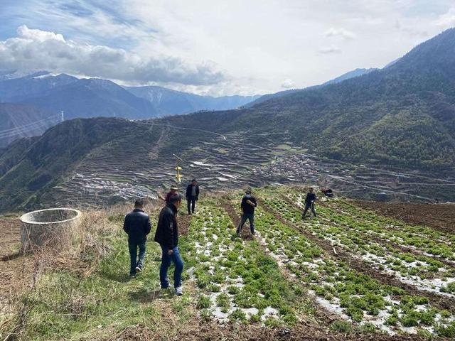 桐乡专家赴黑水传经送宝 杭白菊高山种植有了“定心丸”