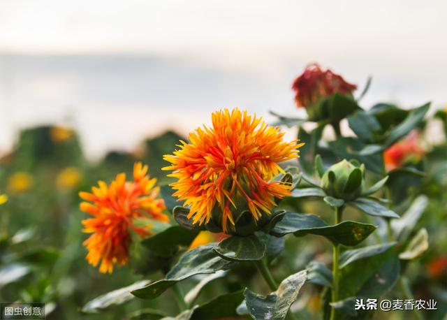 红花的种植技术，红花”种植注意事项，怎么才能种好它呢