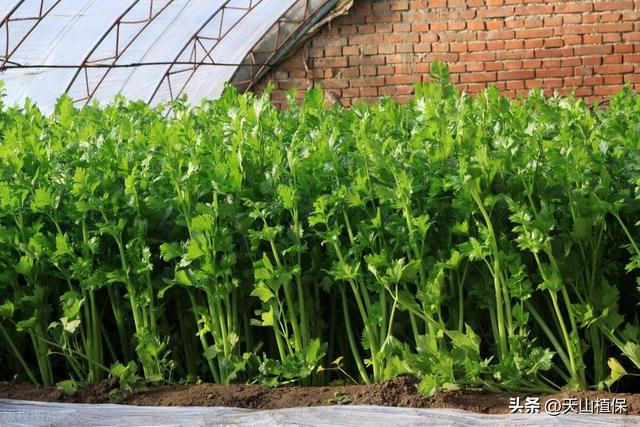 西芹种植技术和管理