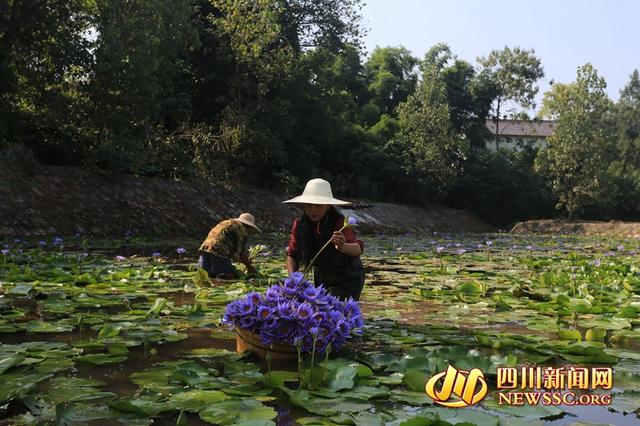 设计师“不务正业”当花农 将莲花变成清茶闯出新事业