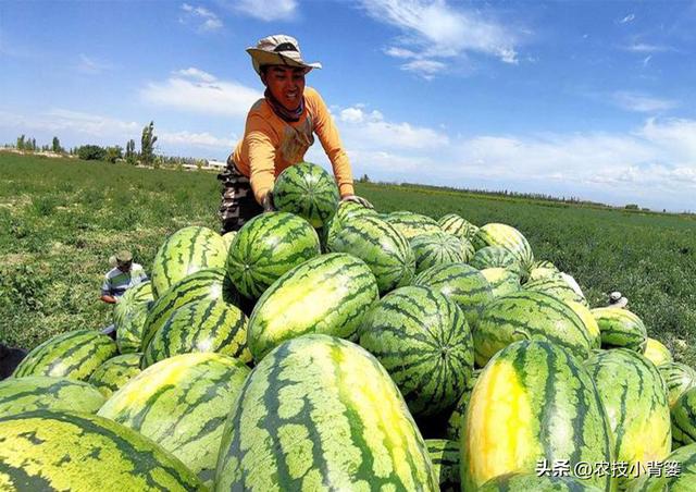 西瓜有哪些种植管理技巧？怎样才能种出高产优质的好西瓜？