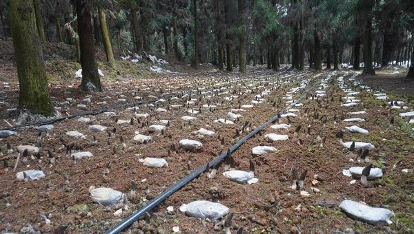 普定县后寨村：仿野生种植羊肚菌 撑起林下致富伞