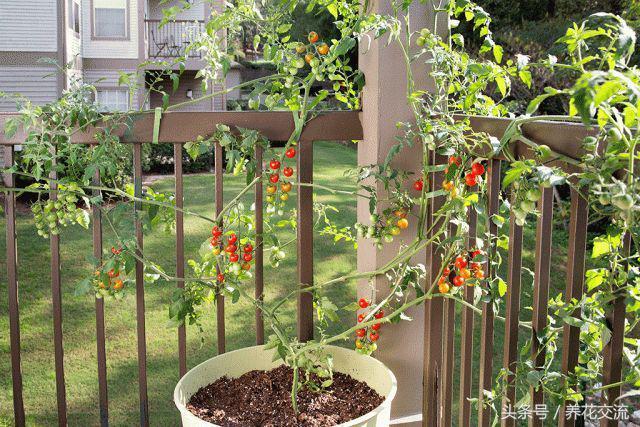 想要盆栽的番茄不断开花结果，你需要注意这10个养护技巧