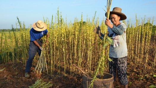 芝麻一穴一株，一株双杆高产栽培技术，原来是这样种植的