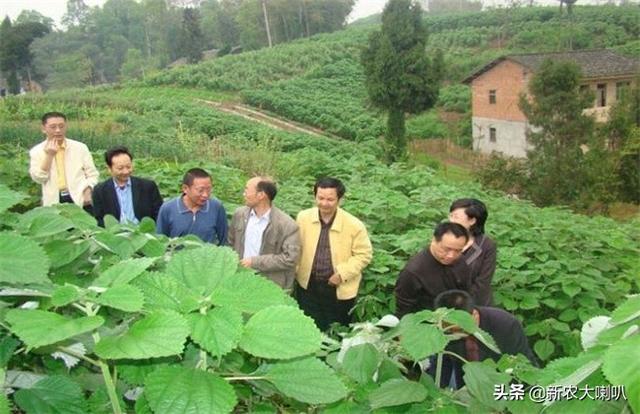 苎麻的种植技术