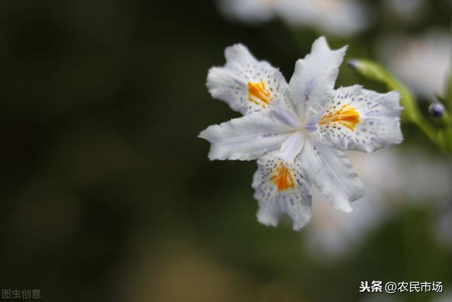 射干的栽培技术，把这些技术点做好，高产不是问题