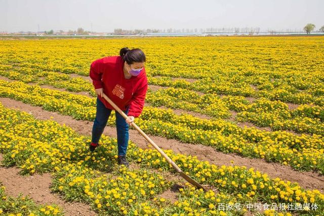 小小蒲公英“茁生”特色产业脱贫致富路