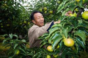 苹果梨种植(苹果梨的栽培要点，想知道具体内容，来学习一下吧？)