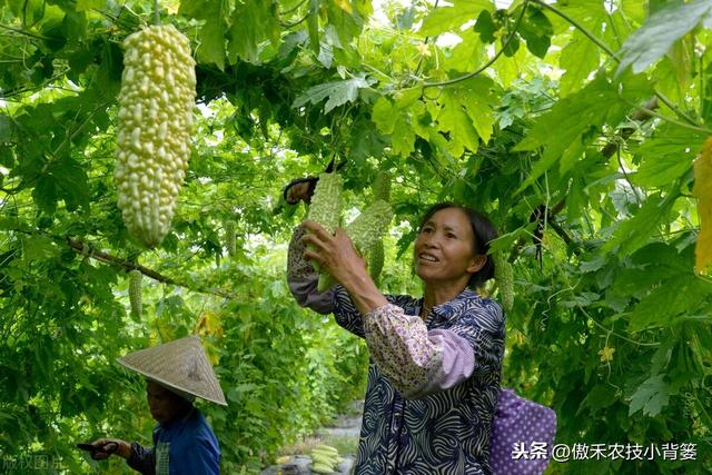 苦瓜如何种植才能更高产？防治苦瓜上的瓜实蝇有哪些好方法？