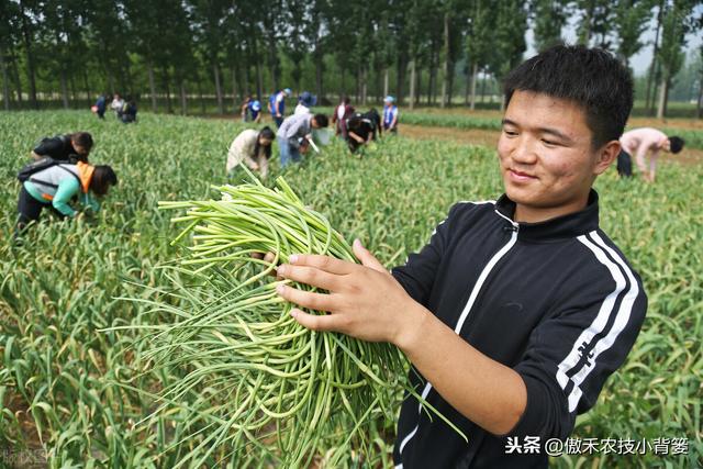 大蒜巧播、巧种、巧管理，确保一播全苗、出苗齐壮、高产丰收