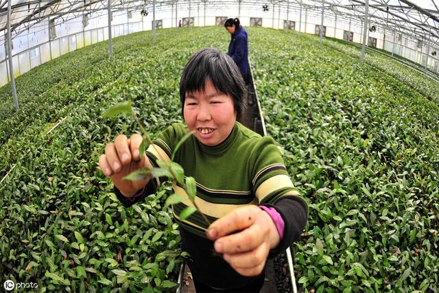 怎样才能提高茶籽播种出芽率？学会以下4点，包您掌握种植诀窍