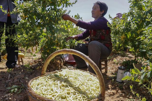 山西平陆：金银花喜获丰收