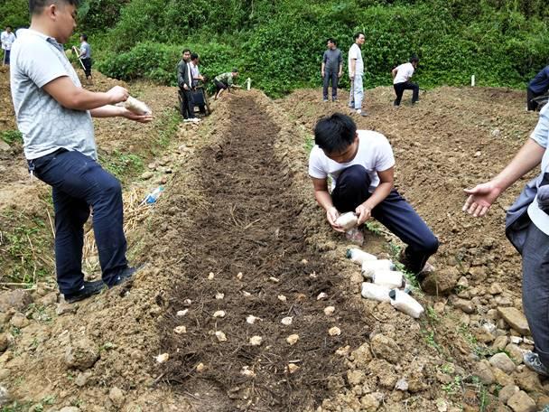 亮相过「舌尖上的中国」的羊肚菌怎么栽种？看这几步就够了