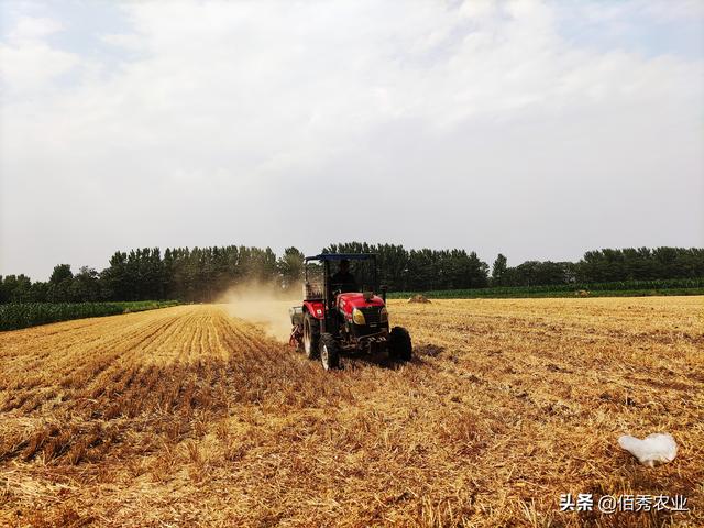 种植大豆，啥时候播种最好？农业专家教你怎样种出高产大豆