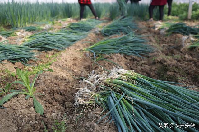 价格涨10倍，种植10亩葱能赚多少钱？听听种葱人给你来算算