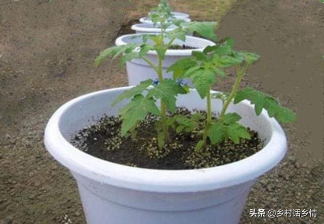 夏天这些蔬菜种植正合适，天越热长得越好，露地家庭全能种