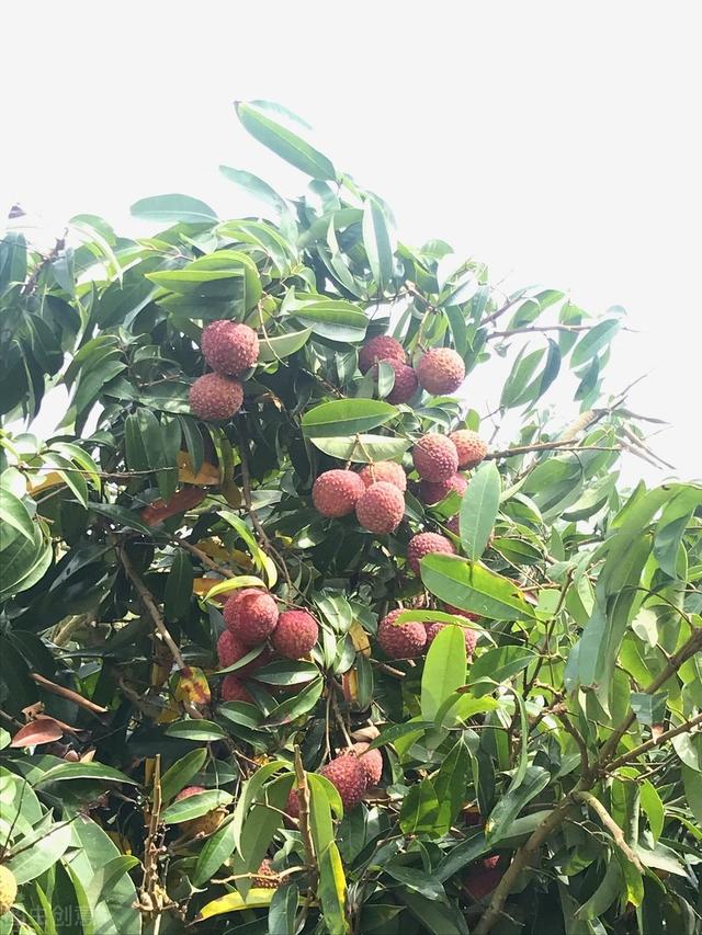 荔枝的栽培管理、病虫害防治，掌握好种植关键技术，才能实现高产