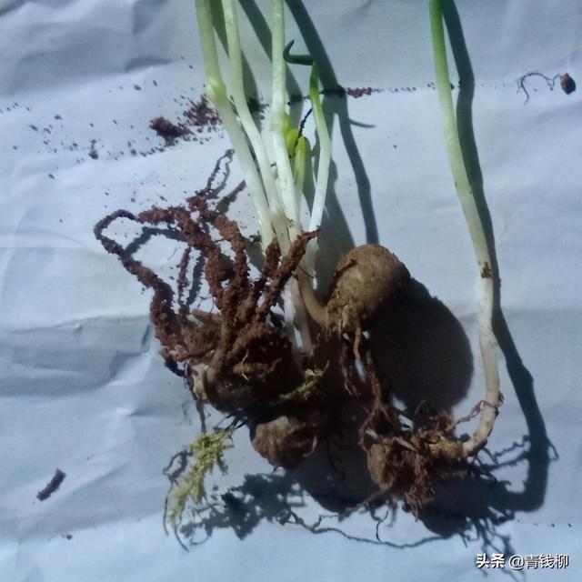 贵州铜仁半夏的生长特点及块茎繁殖技术