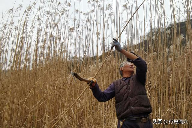 7旬农民大叔在山沟种芦苇，荒草成抢手货，1亩地能赚2万元