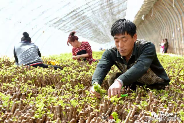 800元一斤！能卖出天价的野菜，值得投资吗？