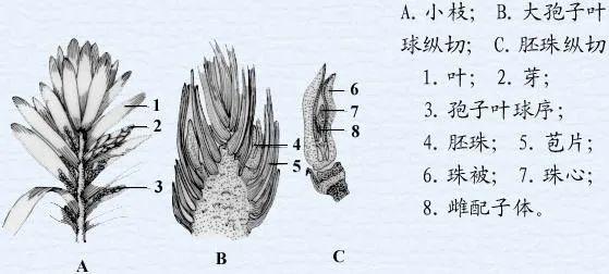 划时代的植物产物——种子丨凡此种种