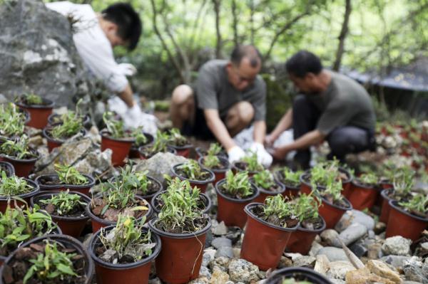 湖南资兴：种植铁皮石斛 助力乡村振兴