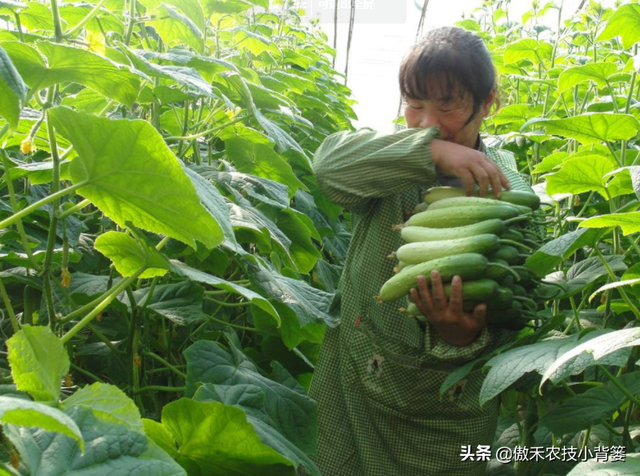 秋冬连续阴云雨雪多，大棚蔬菜更加需要巧管理，重点抓好这7点