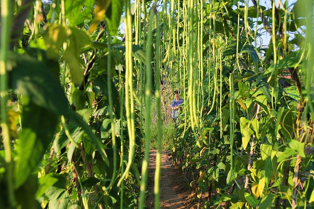 冬季也能种豆角，掌握4点种植技术，冬季大棚豆角长得好