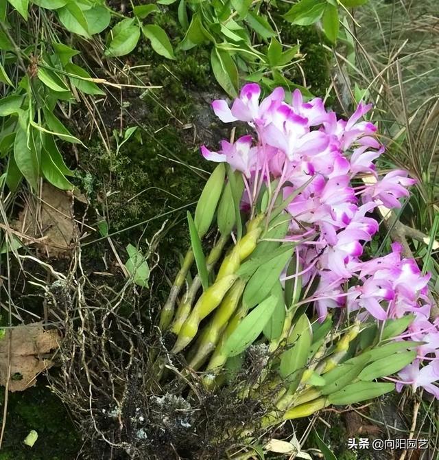 石斛花，养在花盆里，还是钉在木板上？室内养护只能盆栽