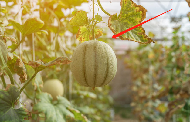 哈密瓜种植技术，建议收藏