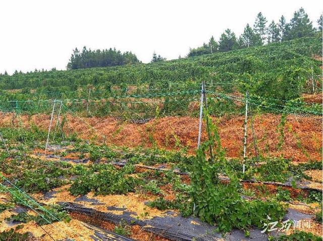 江西万年：种植药材治“穷根”拓富路