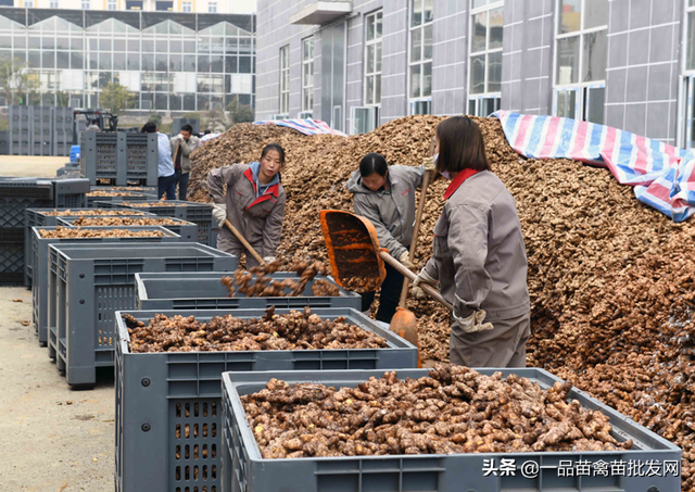 今年种姜的人几乎都被“套牢”了，明年种姜还有戏吗？