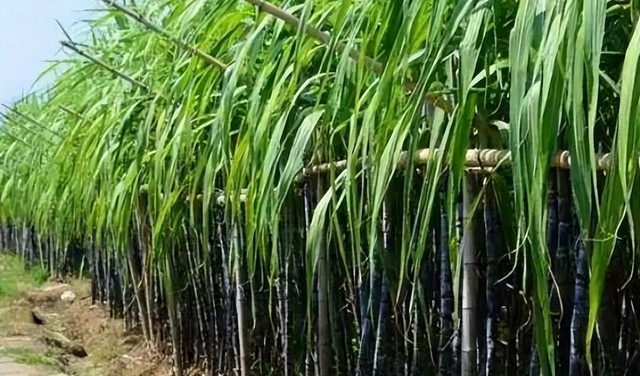 甘蔗的种植方法和技术是一个复杂的过程，需要认真学习和掌握