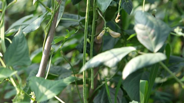 黄瓜、豆角该种了，掌握好种植技巧，结得多，产量高