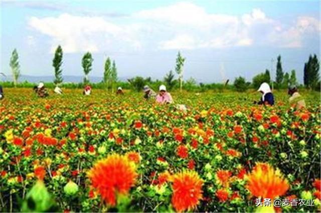 红花的种植技术，红花”种植注意事项，怎么才能种好它呢