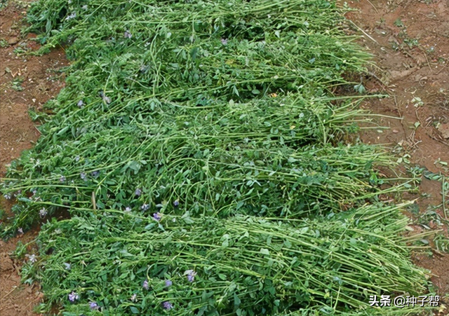 苜蓿种植有诀窍，这几点掌握好，6~7年都割不完，产量也不减