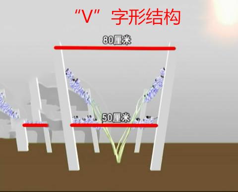 赤霞珠葡萄种植技术：双篱架，提甜度，枝条过于强壮解决办法