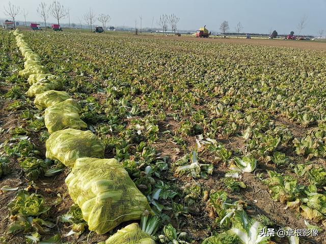 村民包地一年种三季，每亩收入上万元：上好蔬菜引村民捡拾